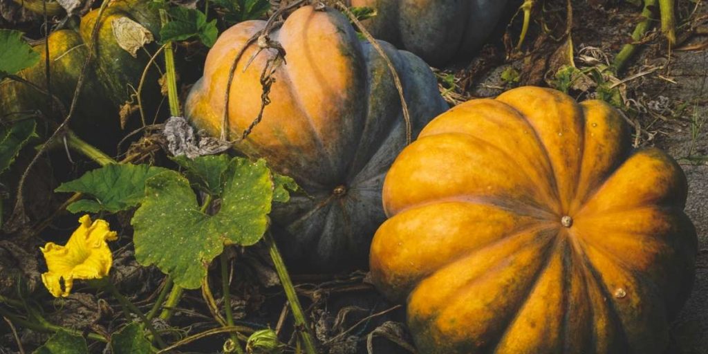 Courge musquée rôtie au four